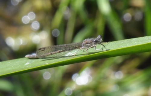 Sympecma fusca